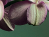 Orchidee opnieuw laten bloeien: veelgemaakte fouten
