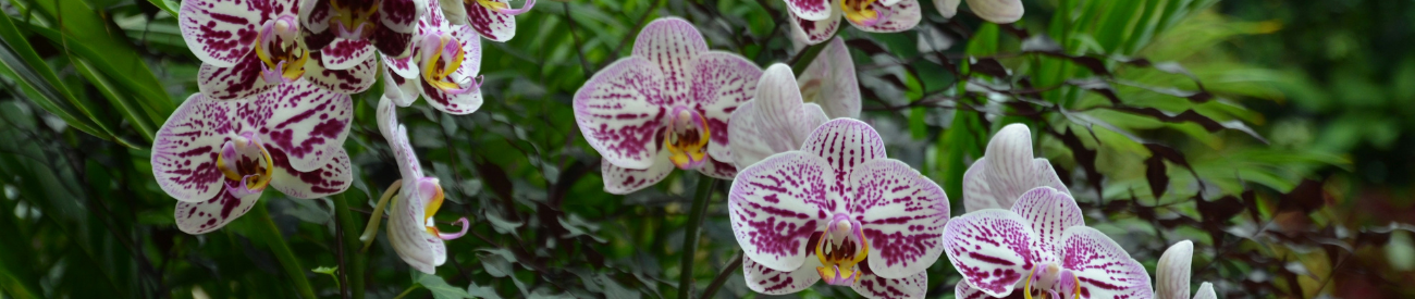 Uitgebloeide orchidee: snoeien of niet?