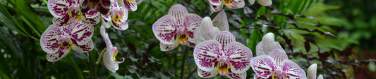 Uitgebloeide orchidee: snoeien of niet?