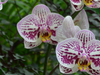 Uitgebloeide orchidee: snoeien of niet?