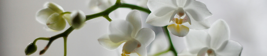 Waarom een witte orchidee kiezen voor je interieur