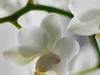 Waarom een witte orchidee kiezen voor je interieur