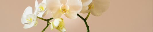 Orchidee Kopen