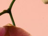 Hoe help je je nieuwe orchidee stek groeien en bloeien?