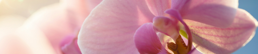 Zonlicht en orchideeën: tips om verbranding te voorkomen
