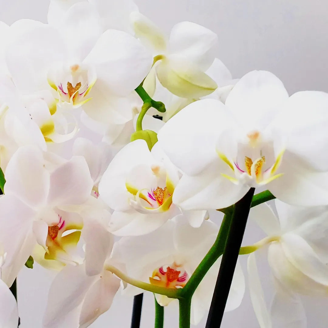 jonge orchidee stekken