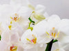 jonge orchidee stekken