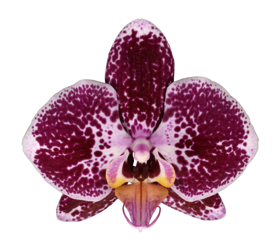 Betekenis van de orchidee: Meer dan alleen een prachtige bloem!