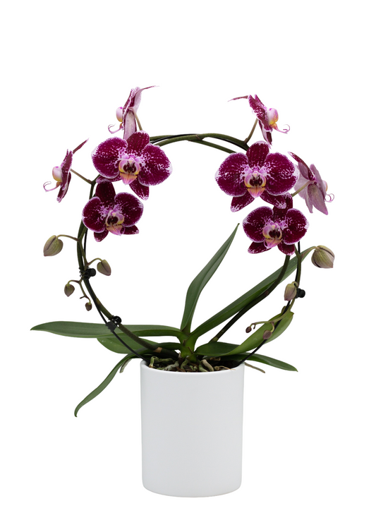 Hoe verzorg je een orchidee vlinderorchidee 