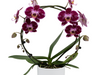 Hoe verzorg je een orchidee vlinderorchidee 