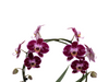 Hoe verzorg je een orchidee vlinderorchidee 