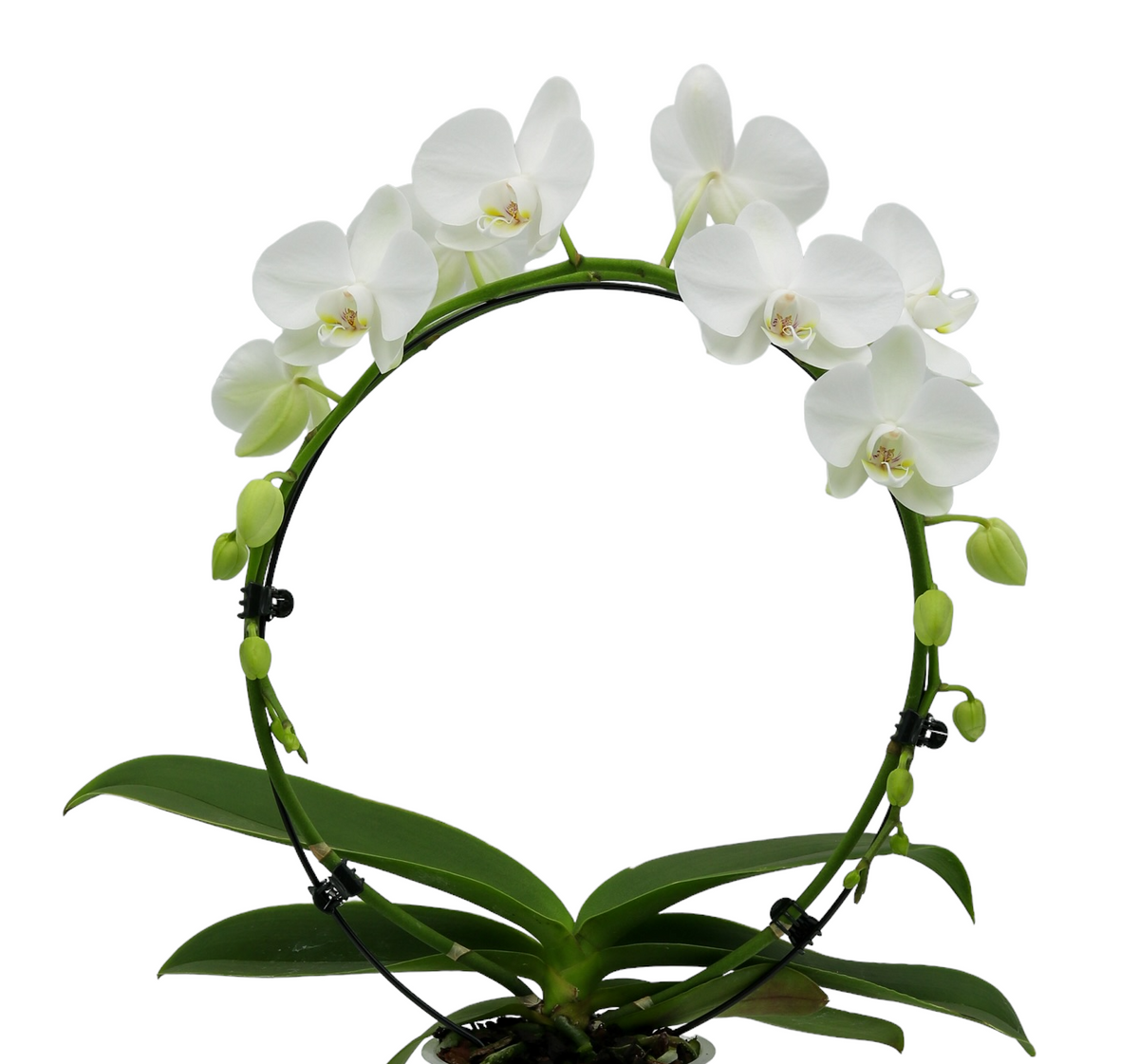 Papicco Hoeveel water heeft een orchidee nodig? De juiste verzorging voor je b ...