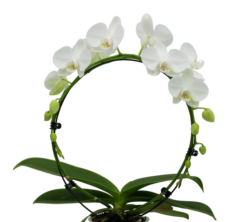 Hoeveel water heeft een orchidee nodig? De juiste verzorging voor je bloemen!