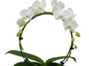 Hoeveel water heeft een orchidee nodig? De juiste verzorging voor je bloemen!