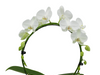 Hoeveel water heeft een orchidee nodig? De juiste verzorging voor je bloemen!