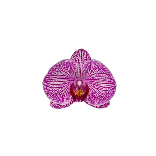 orchidee verzorgen paarse orchidee