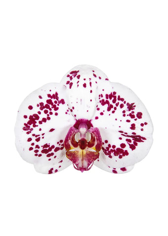 Orchidee kopen bij de kweker