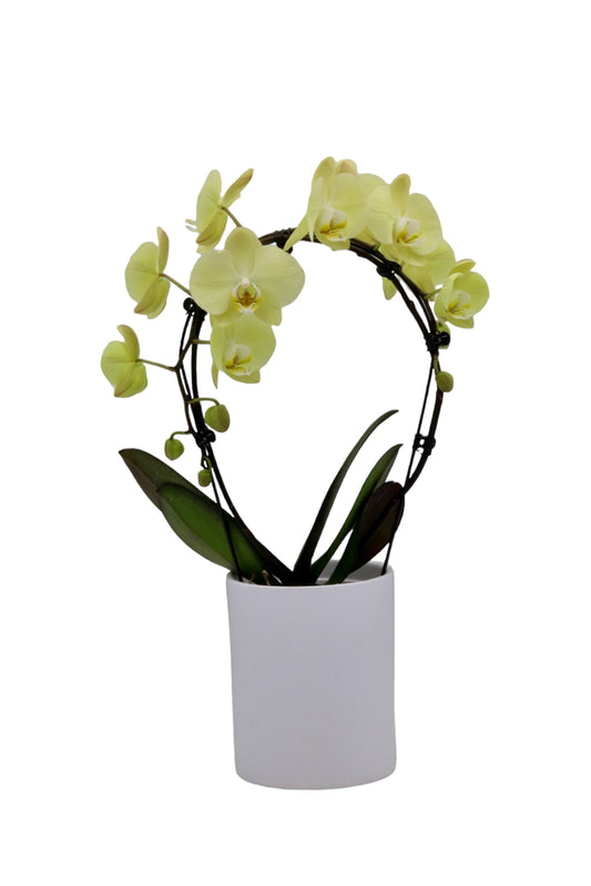 Gele orchidee - Papicco