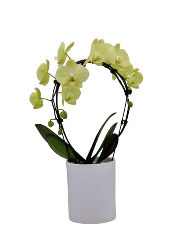 Gele orchidee