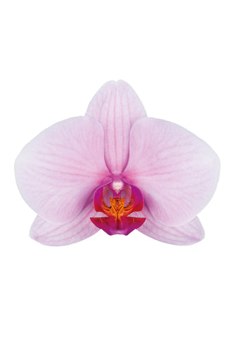 Orchidee roze