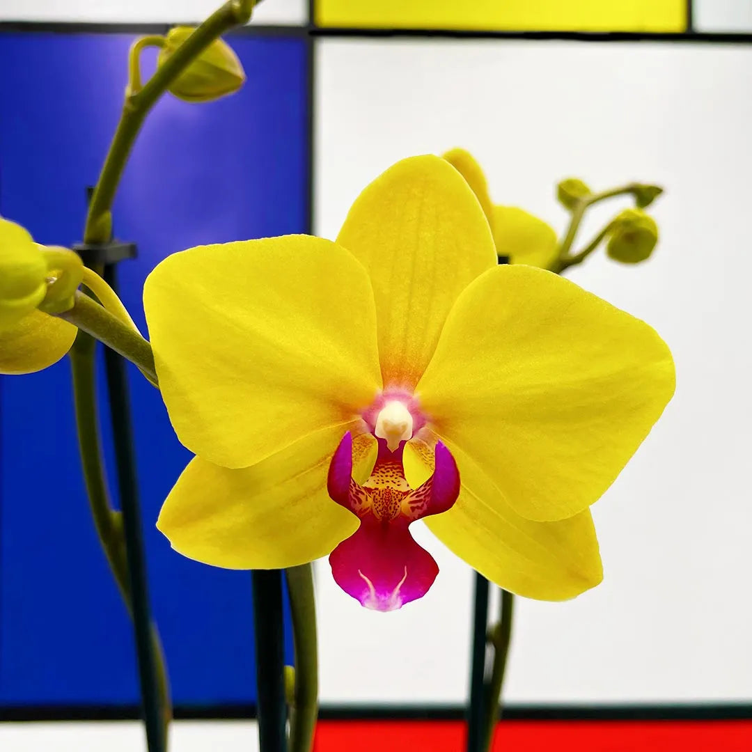 Je orchidee direct vers bij de kweker kopen? - Papicco