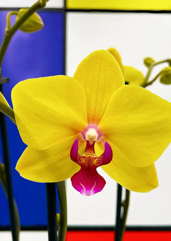 Orchidee bij de kweker kopen.