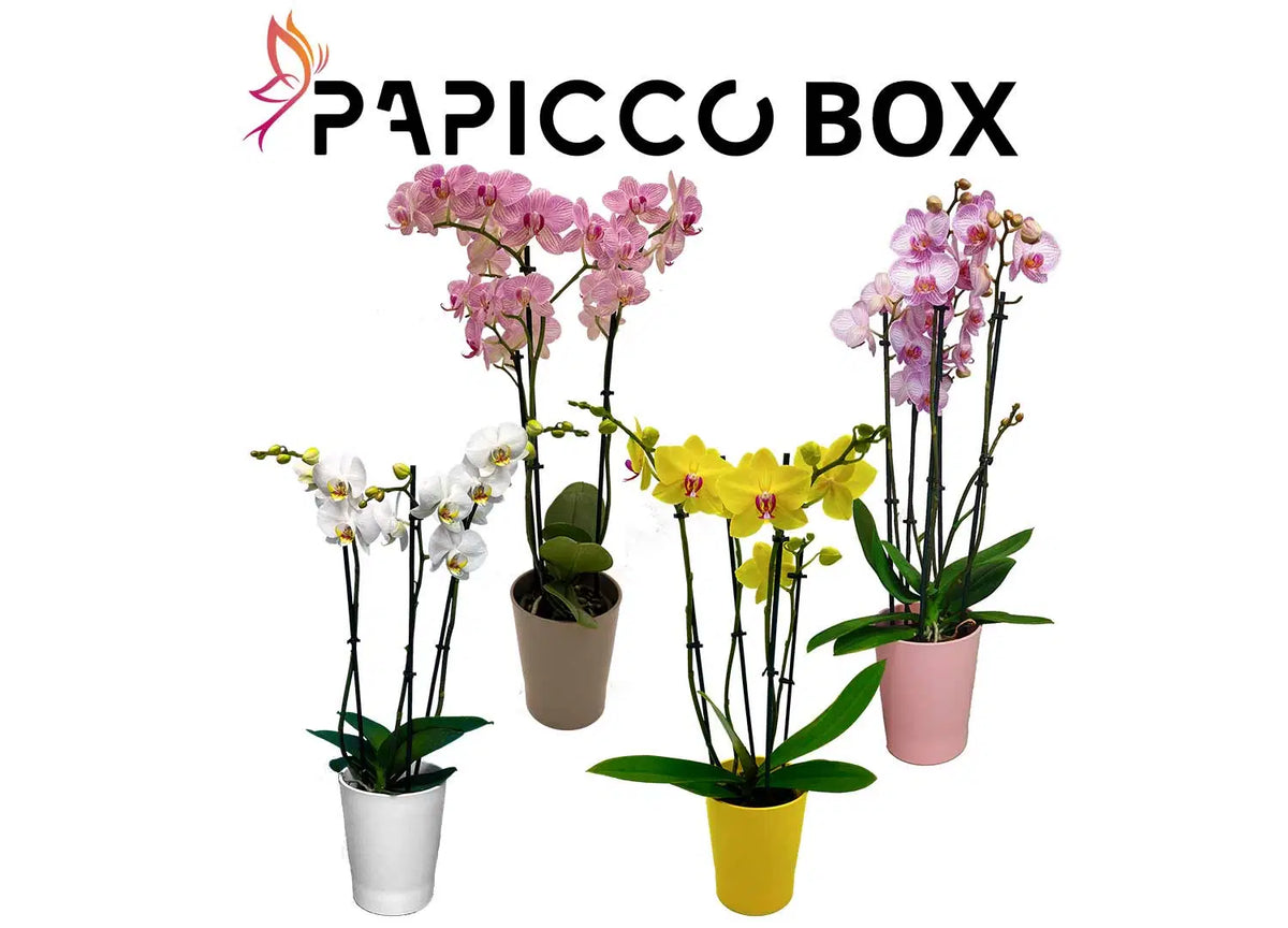 Papicco Papicco