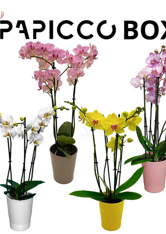 Orchidee aanbiedingen