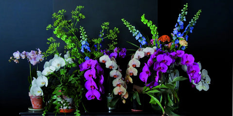 Papicco Orchideeën - Papicco - Papicco