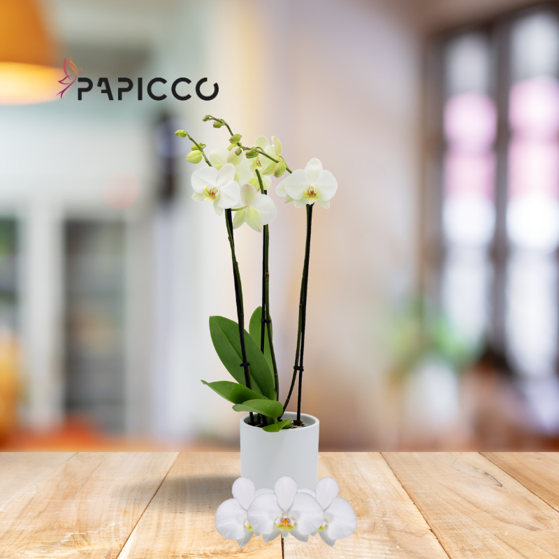 Witte orchidee kopen? De beste kwaliteit in huis! - Papicco.nl - Papicco