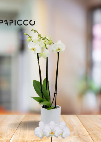 Witte orchidee