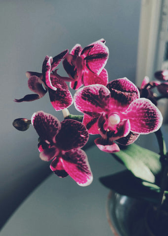Orchidee online kopen bij Papicco