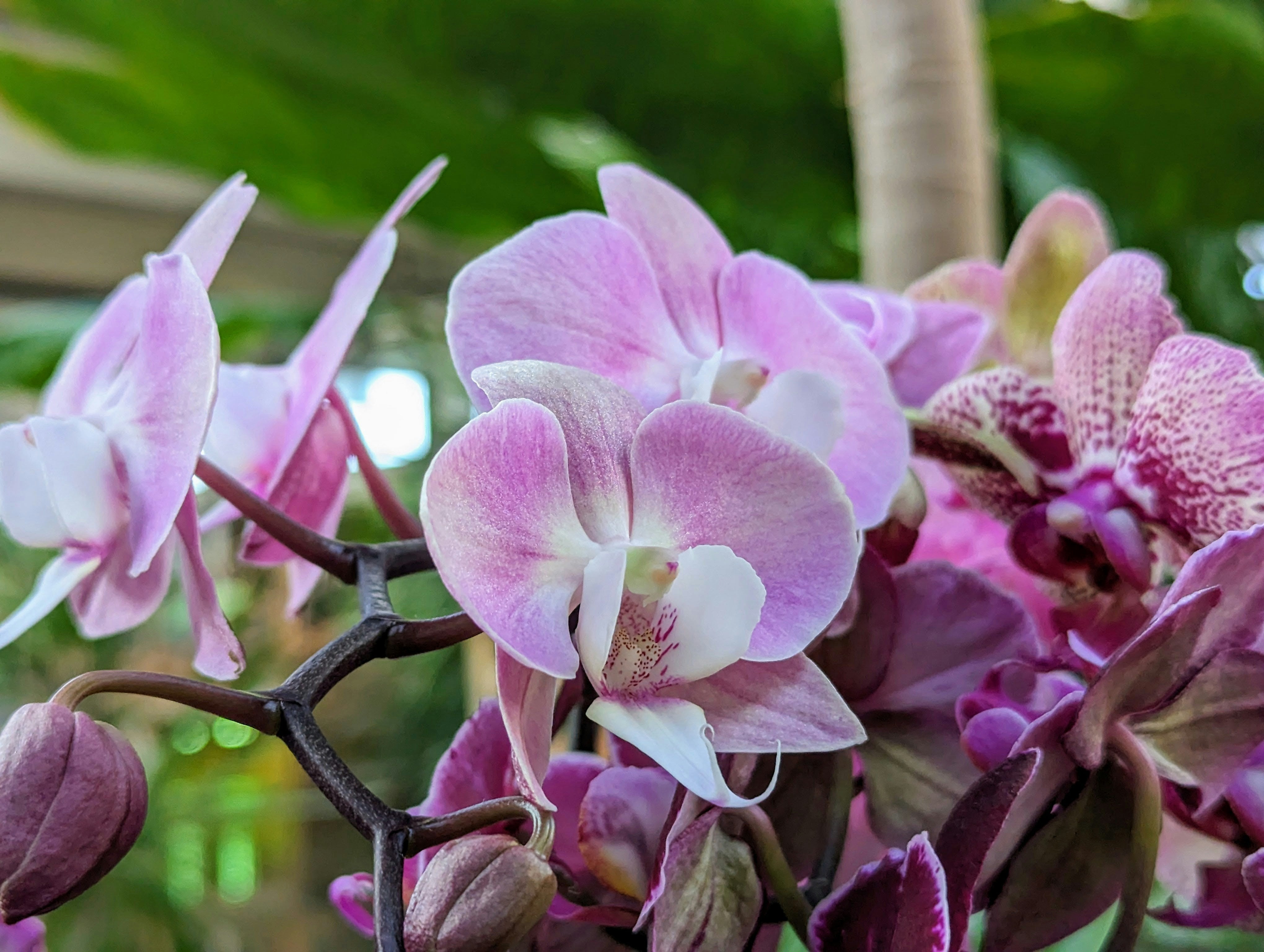 Orchidee kwekerij voor particulieren - Papicco