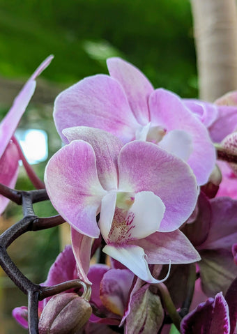 Orchidee kwekerij voor particulieren