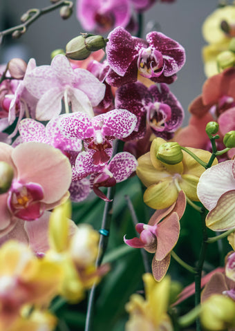 Orchidee met kleur