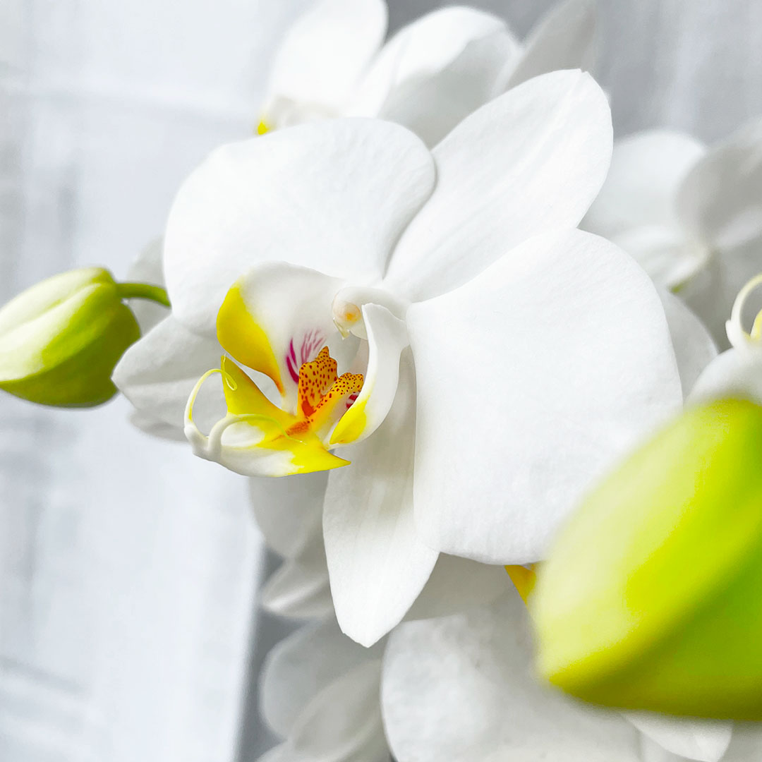 Papicco Basic Chic | Orchidee wit - Papicco
