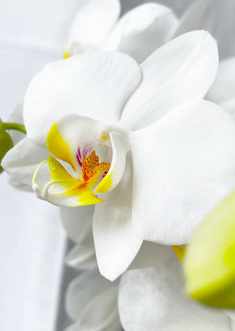 Basic Chic | Orchidee wit