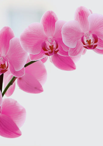 Orchidee bestellen en bezorgen