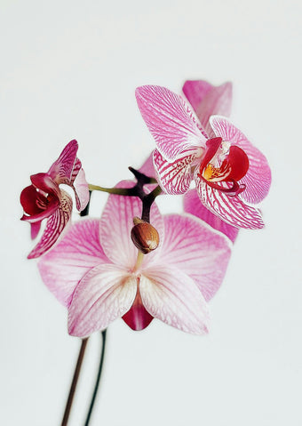 Orchidee kopen