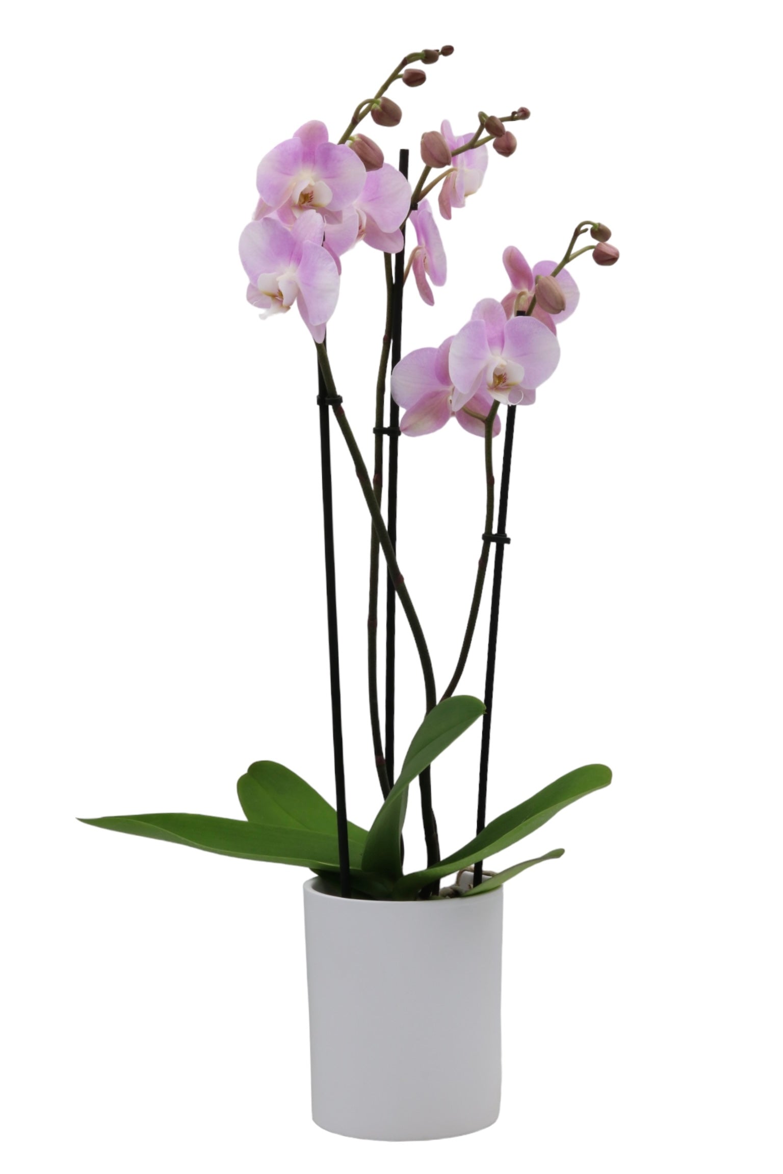 Papicco Roze orchideeën | Vers en Elegant - Papicco