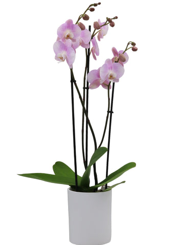 Roze orchidee