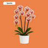 ORCHIDEEËN KEUZEBOX