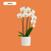 ORCHIDEEËN KEUZEBOX