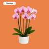 ORCHIDEEËN KEUZEBOX