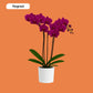 ORCHIDEEËN - KEUZEBOX