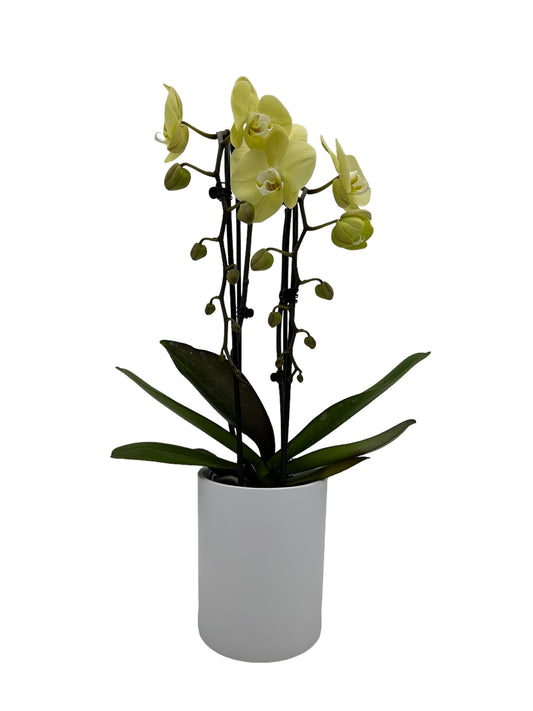Papicco Gele orchidee - Papicco