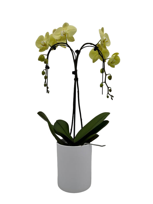Papicco Gele orchidee - Papicco
