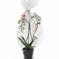 ORCHIDEE CADEAUPRODUCT
