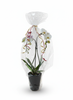 ORCHIDEE CADEAUPRODUCT