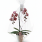 ORCHIDEE CADEAUPRODUCT
